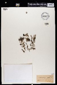 Cladonia verticillata image