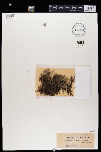 Cladonia squamosa image