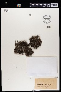 Cladonia squamosa image