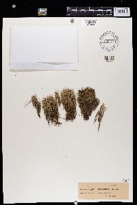 Cladonia crispata image