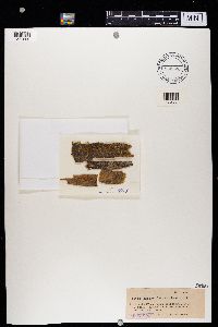 Media resource of Micarea melaena