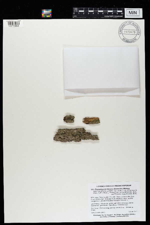 Phaeophyscia insignis image