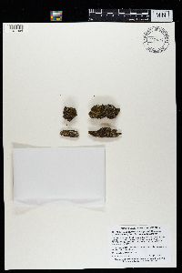 Melanelixia subargentifera image