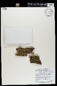 Phaeophyscia hirsuta image