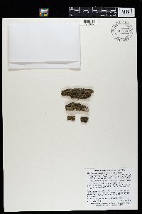 Phaeophyscia pusilloides image