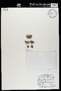 Physcia aipolia image