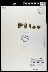 Cladonia magyarica image