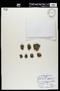 Cladonia robbinsii image