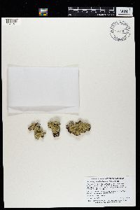 Flavopunctelia flaventior image