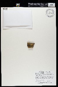 Hyperphyscia confusa image