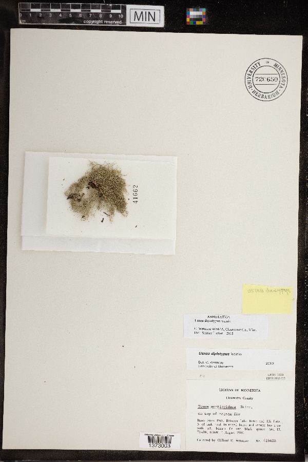 Usnea diplotypa image