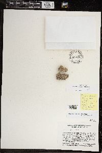 Clavascidium lacinulatum image