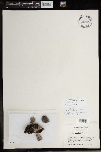 Montanelia sorediata image