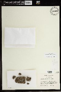 Image of Lecidella latypiza