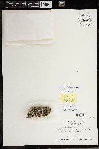 thumbnail image of current specimen