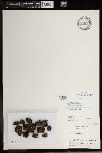 Carbonicola anthracophila image