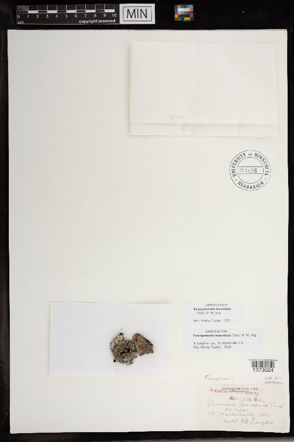 Fuscopannaria leucosticta image