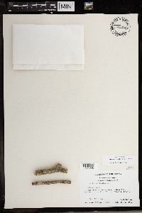 Arthonia cinnabarina image