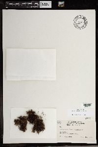 Cetraria aculeata image