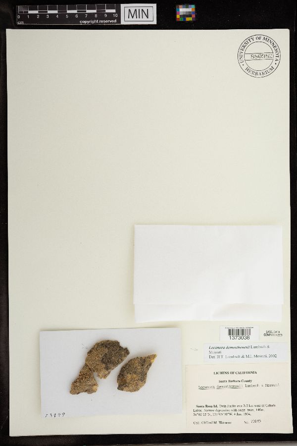 Lecanora demosthenesii image