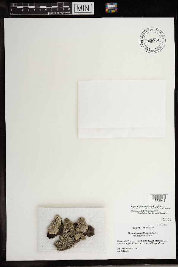 Physcia biziana image