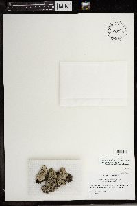 Media resource of Physcia biziana