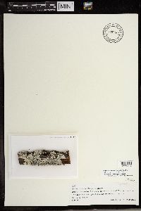 Physcia biziana image