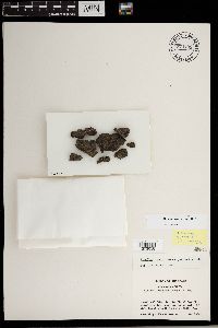 Rinodina tephraspis image