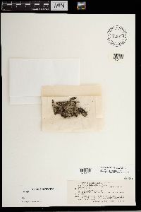 Physcia biziana image