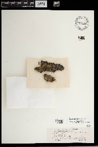 Physcia biziana image