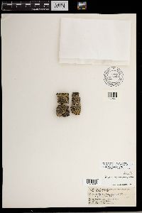 Physcia biziana image