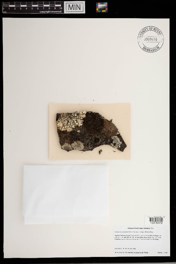 Montanelia panniformis image