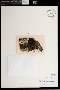 Media resource of Montanelia panniformis