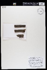 Athallia pyracea image