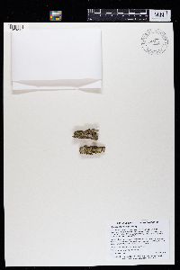 Lecanora allophana image