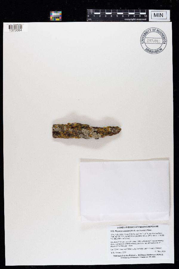 Physcia aipolia image