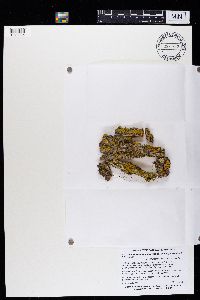 Oxneria fallax image