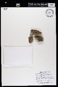 Myriolecis dispersa image