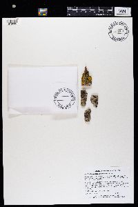 Lecidella euphorea image
