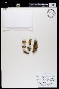 Xanthomendoza hasseana image