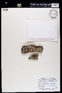 Media resource of Lecanora appalachensis
