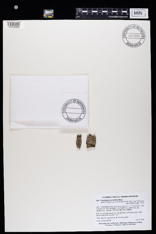 Phaeophyscia hirtella image