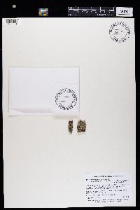 Media resource of Phaeophyscia hirtella