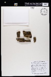 Caloplaca ahtii image