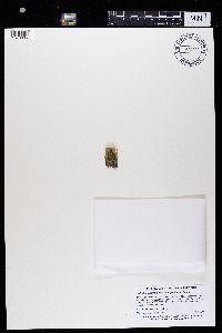 Candelariella rosulans image