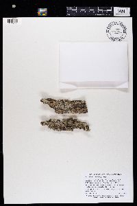 Physcia stellaris image