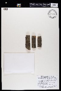 Amandinea dakotensis image