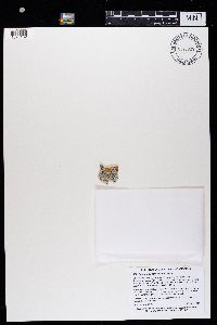 Physcia caesia image