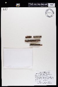 Trapeliopsis flexuosa image