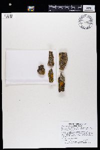 Phaeophyscia hirsuta image